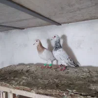 سار و سوسکی سرخ