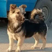 سگ پاکوتاه معاوضه