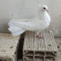 سفید دم چتری کاکلی نر