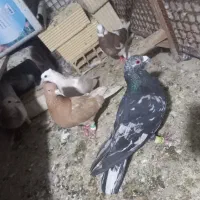 کفتر