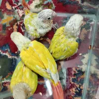 گرینچیک. سانچیک. جوجه.  طوطی.  ردچیک