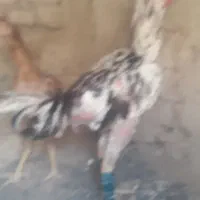 خروس لاری