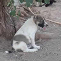 توله نر