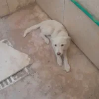 توله سگ
