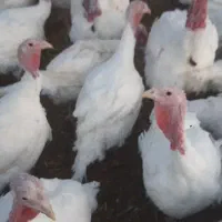 فروش بوقلمون گوشتی