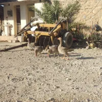 سلام فروش ۳تا غاز دو ماده یک نر