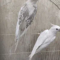 عروس سفید البینو وکتوله