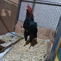 خروس لاری یازده ماهه