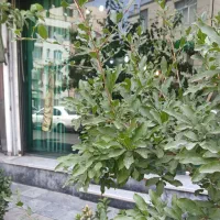 اجاره مغازه در ستارخان
