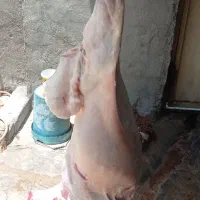 گوشت