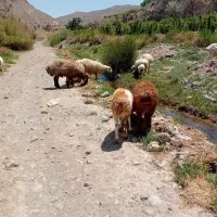 بره نر میش بز