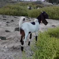 بز نر بزقاله ۵عدد تلابیش