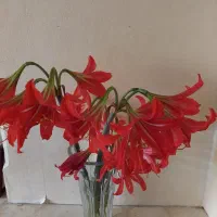 گل لیلیوم قرمز طبیعی