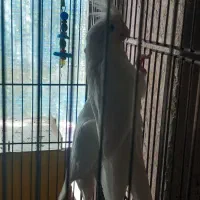 قناری و عروس هلندی