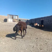 قوچ افشار