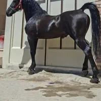 ابر سیاه /سردار بابایی