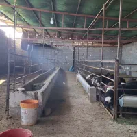 استخدام نیروی برا دامداری