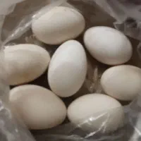 سلام تخم غازتازه موجودهس13عددتخم اردم موجودهس