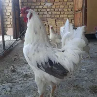 تخم مرغ گلین نطفه دار ونیمچه۳ماهه