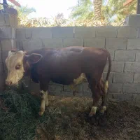 جلب  چاق و سر حال فروشی