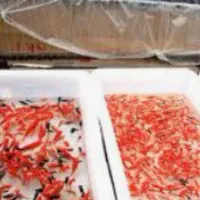 ماهی قرمز عمده