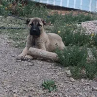 توله سگ سرابی