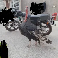 بوقلمون نر