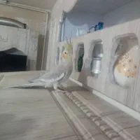 عروس هلندی