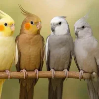 عروس هلندی پیدا کردم