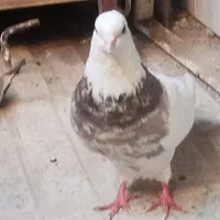 کبوتر معاوضه با جوجه سهره