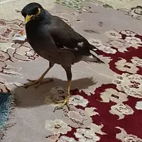 مرغ مینا