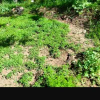 شتل گوجه فرهنگی