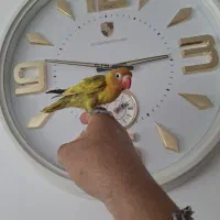 کوتوله برزیلی فیشر رنگ خاص