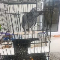 طوطی کاسکو اهلی