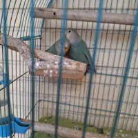 طوطی برزیلی