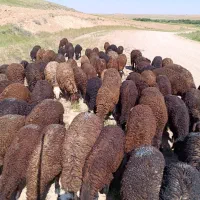 ۳۰ راس بره ماده