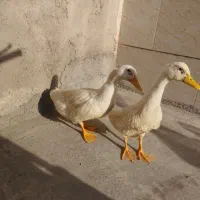کبوتر