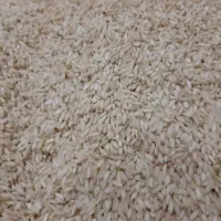 برنج عنبر بو 60 کیلو درجه یک