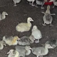 فروش جوجه غاز ۲۰ روزه