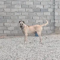 ماده سراب 18 ماهه