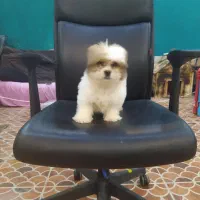 سگ عروسکی