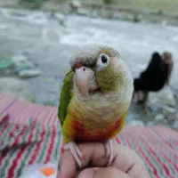 طوطی گرینچیک گمشده