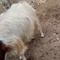بز دو بر پاکستانی