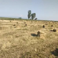 یونجه|لوازم جانبی حیوانات|اردبیل, |دیوار