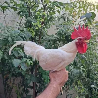 فروش یک عدد خروس سفید