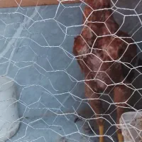 جوجه لاری اصل