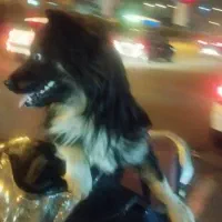 سگ پیدا شده در محدوده پل طبیعت