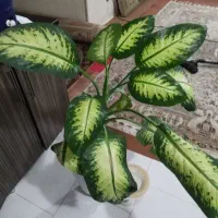 گل گیاه