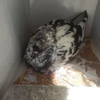 قفس و کفتر