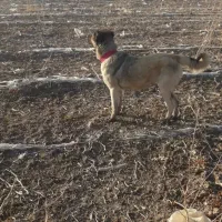 واگذاری سگ‌ماده((سرابی‌))